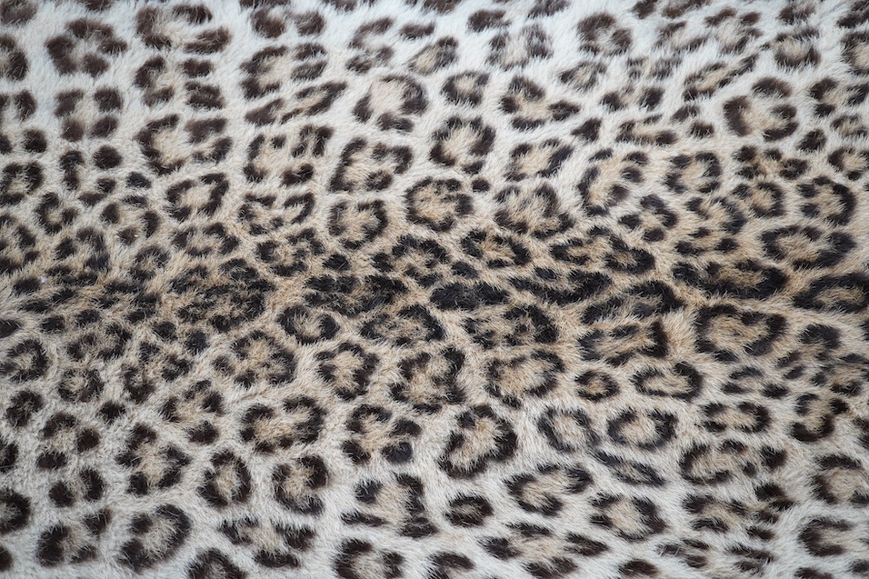 An early 20th century leopard skin rug with taxidermy head by van Ingen and van Ingen, Mysore, makers name stamped to the back, 215cm long. Condition - poor